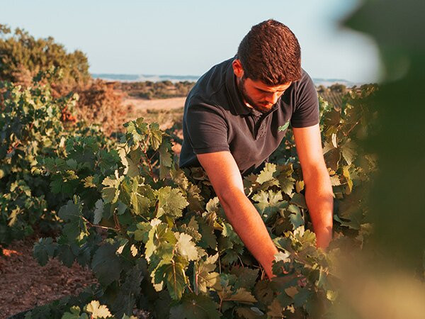 Bodegas Mucy