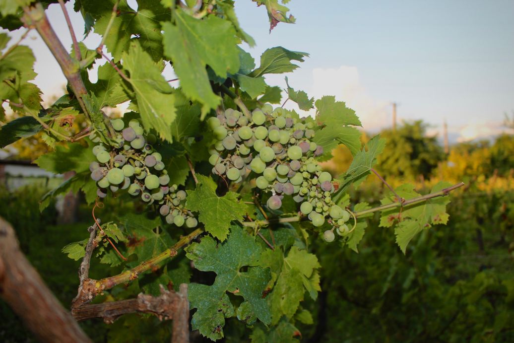 Twins Wine House-旅行者