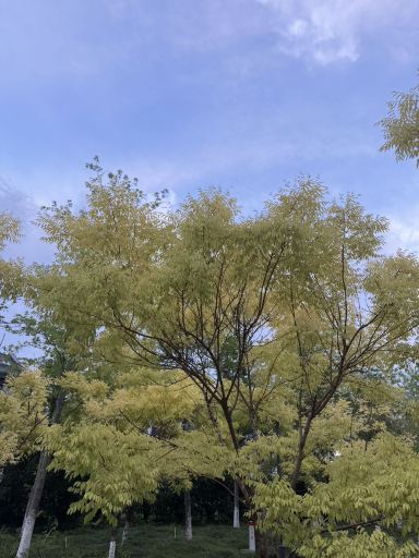 杭州西溪悦榕庄-旅行者