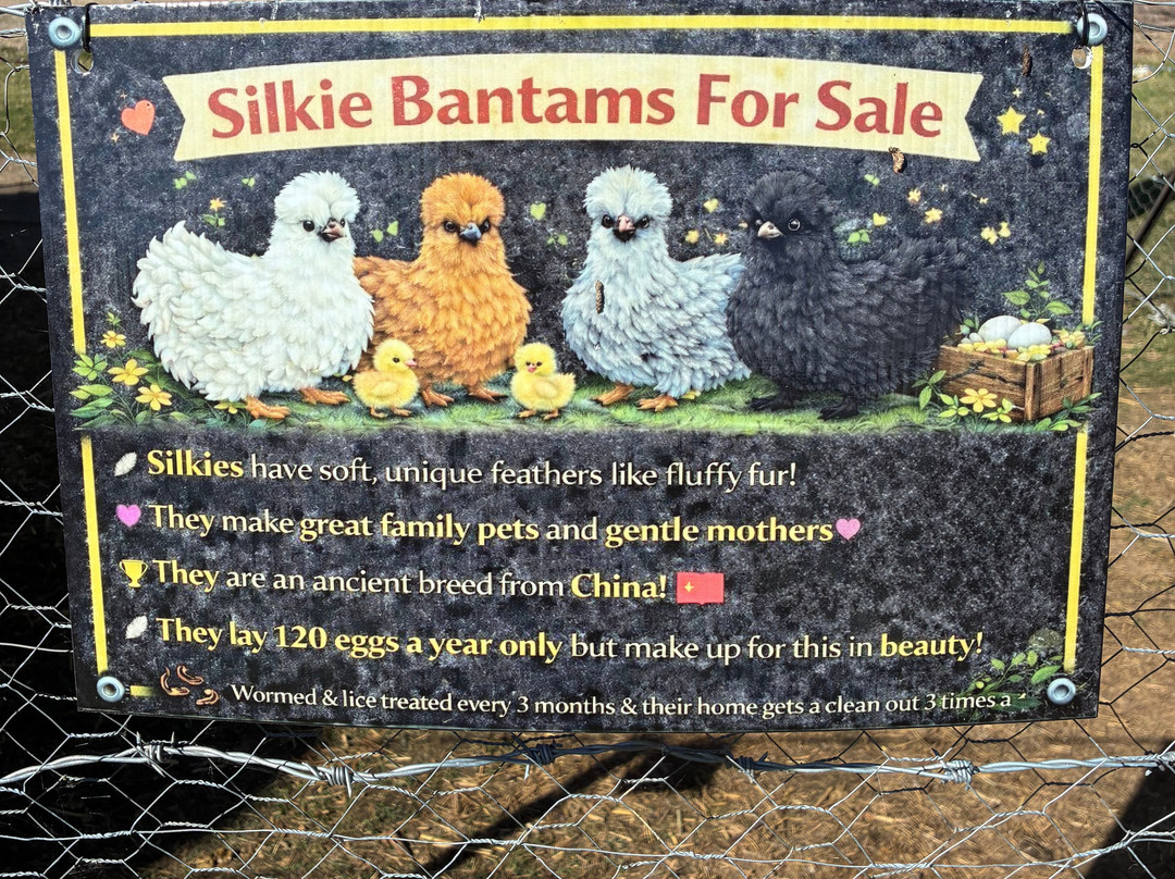 City Chicks Farm & Cafe-Samford必去景点