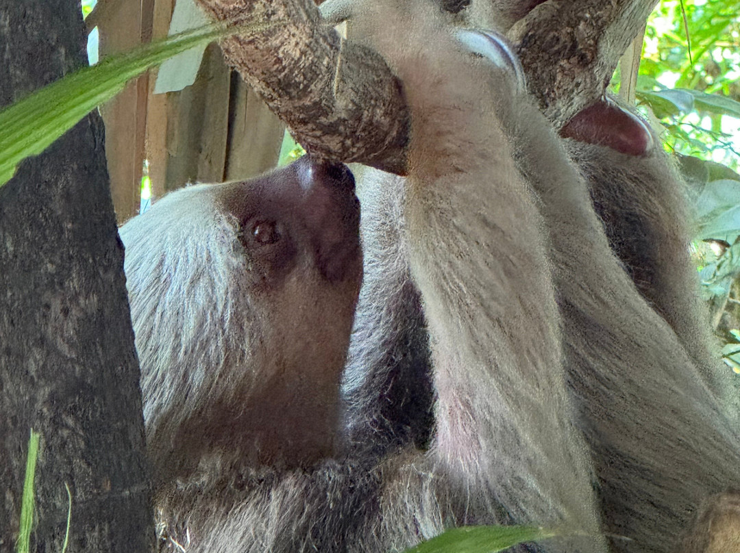 Refugio Animal De Costa Rica-圣安娜必去景点