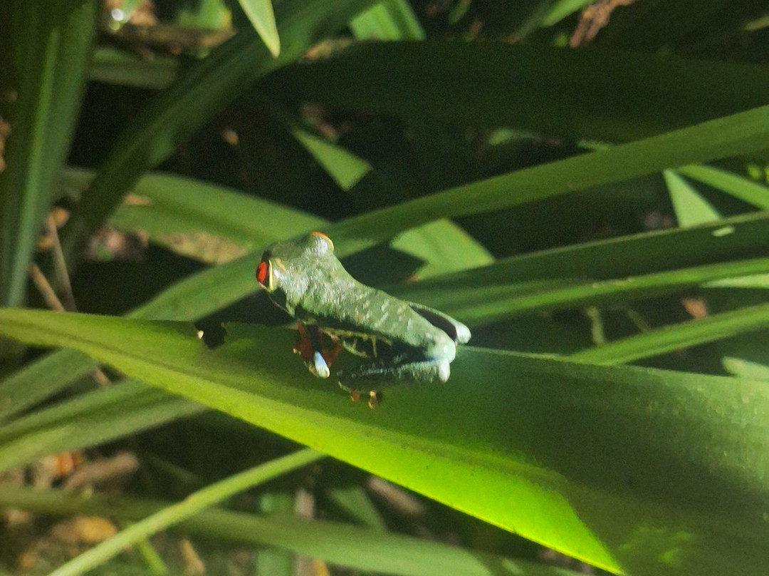 Frog's Paradise-Bijagua de Upala必去景点