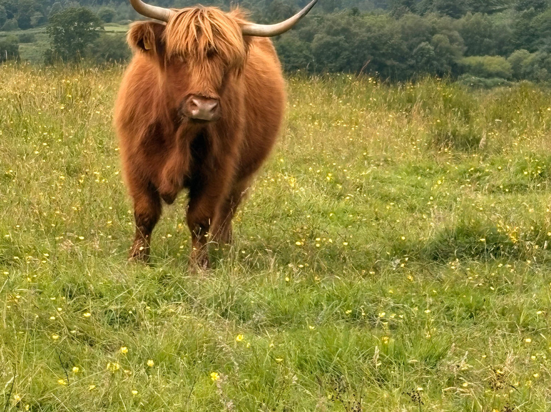 Nether Glenny Farm - Coos and Views-斯特灵必去景点