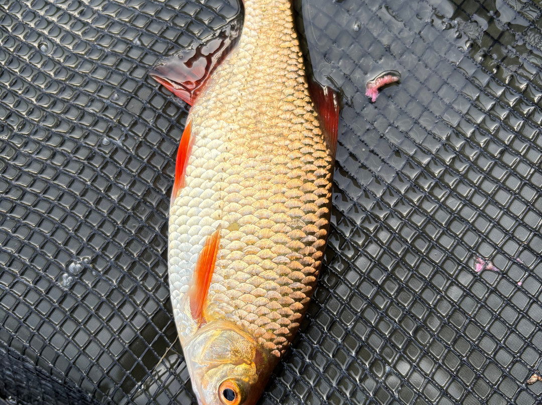 Upper Farm Fishery-Henton必去景点