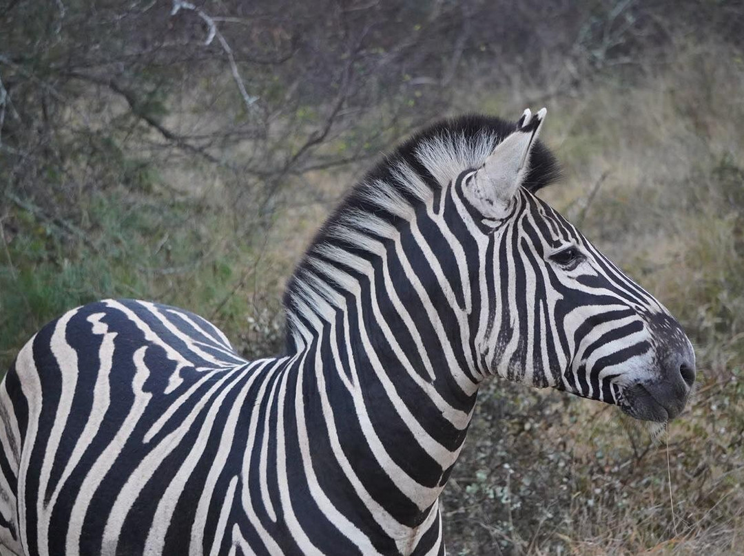 Into Africa life changing experiences-Seronera必去景点