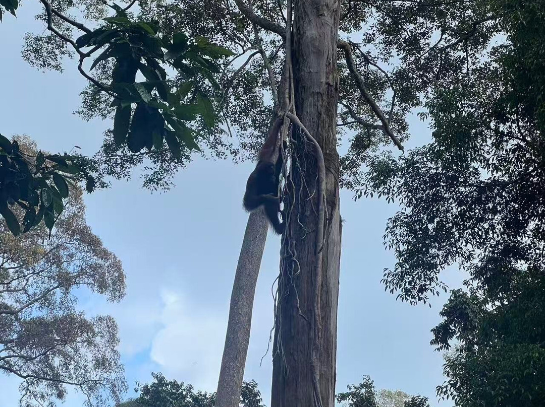 Sepilok Orangutan Rehabilitation Centre-山打根必去景点