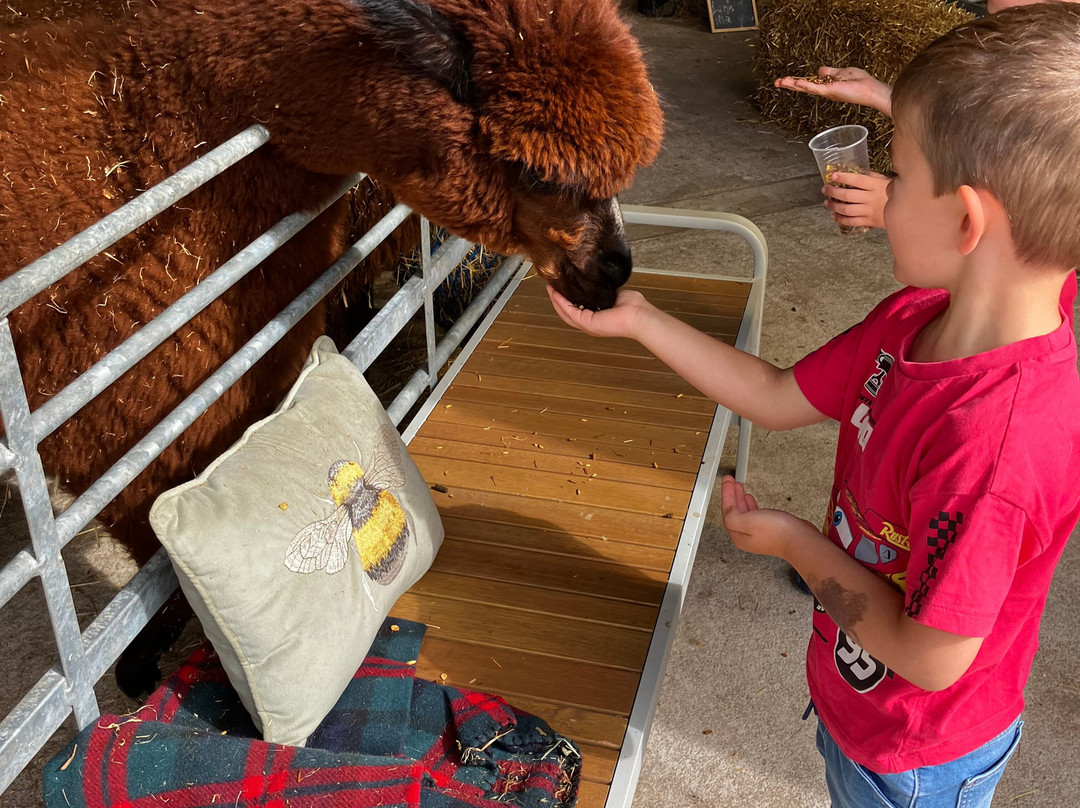 Woodlands Alpaca Farm-沃灵顿必去景点