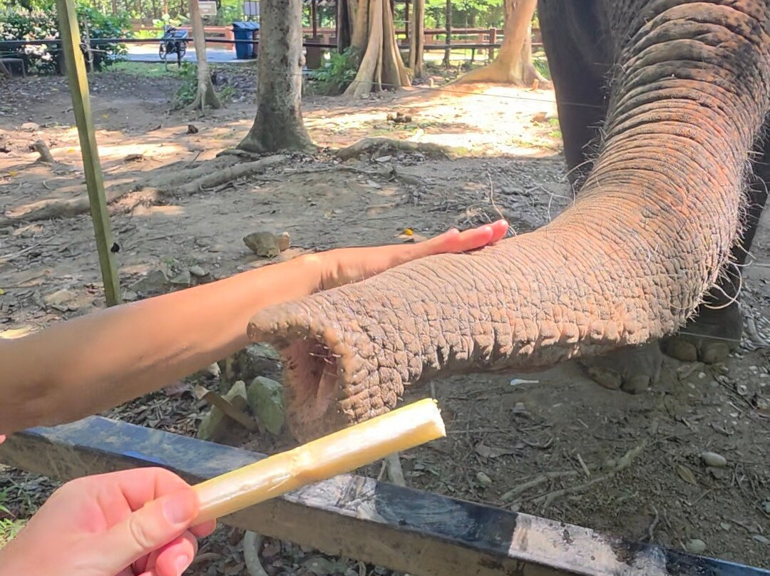 Kuala Gandah Elephant Sanctuary-彭亨必去景点