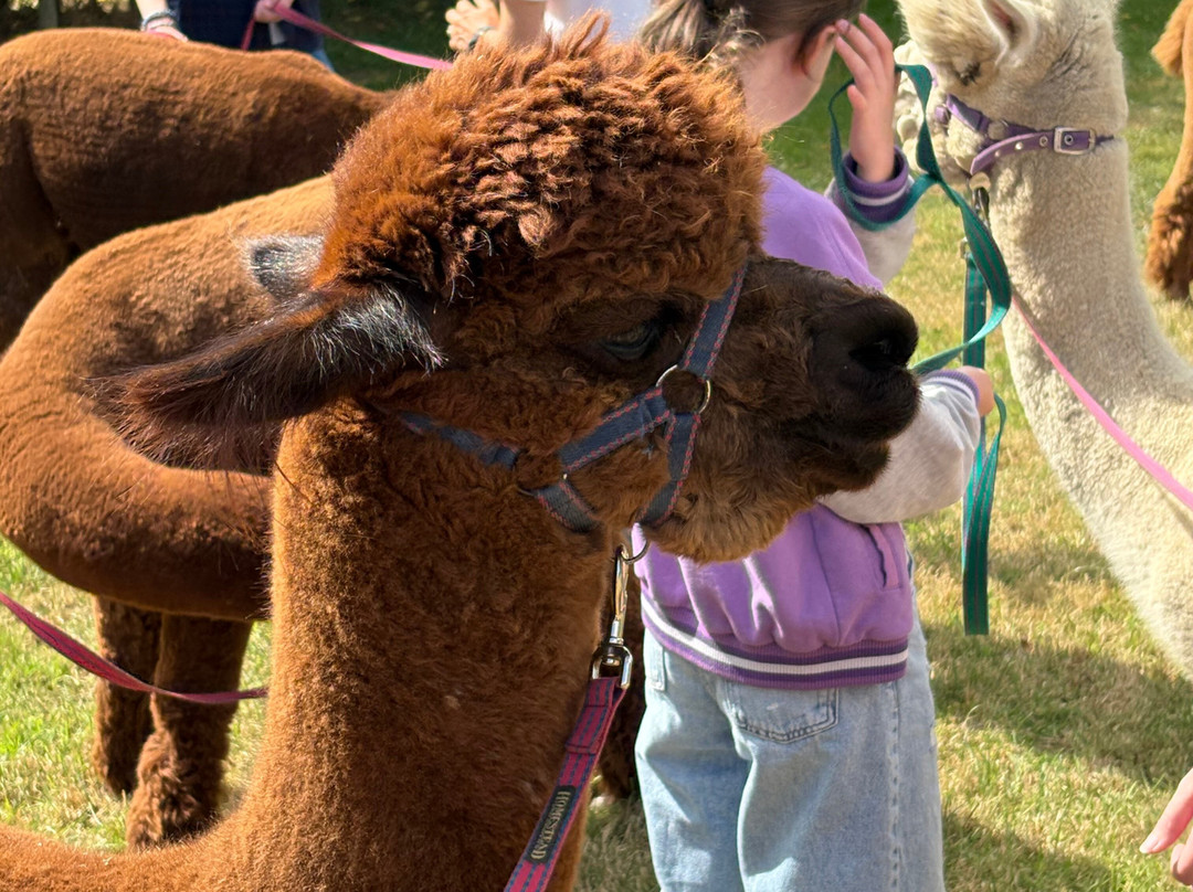 Alpaca Alpaca At Leven Valley-Yarm必去景点