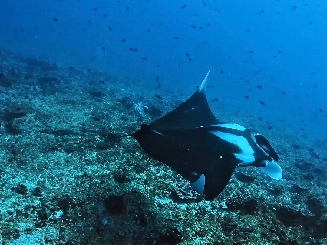 SAFARI, DRIVE & DIVE TOURS-Inhambane必去景点