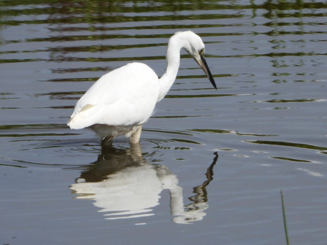 Tophill Low Nature Reserve-Driffield必去景点