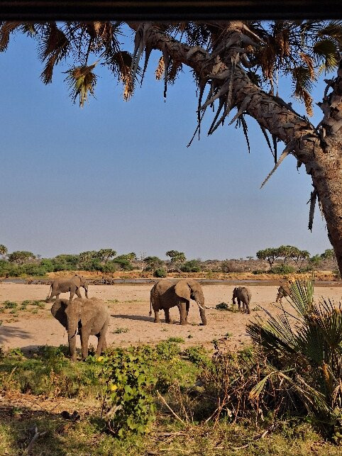 Samburu National Reserve-内罗毕必去景点