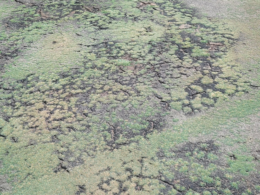 Evergreen Resort Golf Courses-Cadillac必去景点