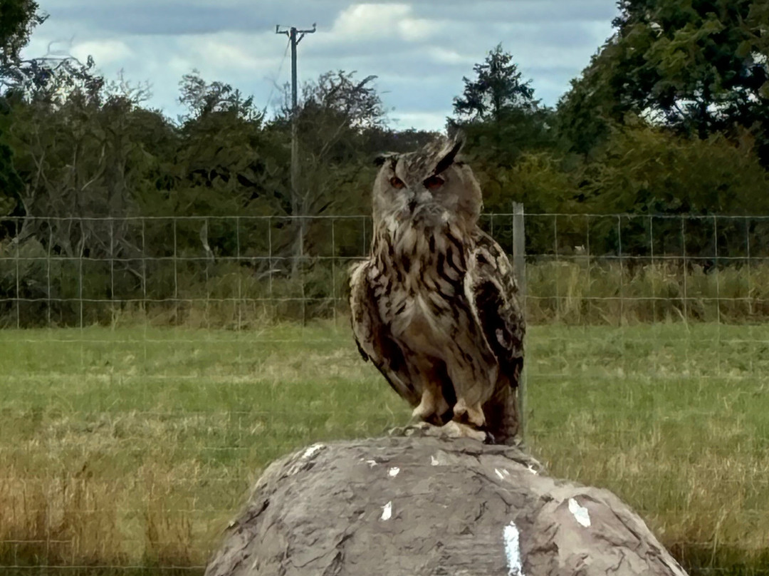 York Bird of Prey Centre-伊辛瓦必去景点
