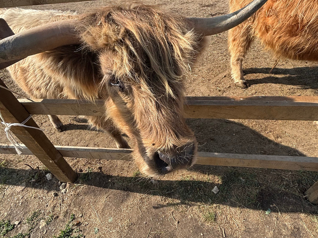 Highland Cow Cottage-剑桥必去景点