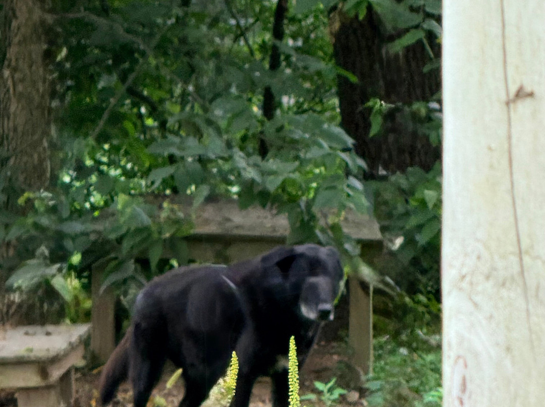 Wolf Sanctuary of PA-利蒂茨必去景点