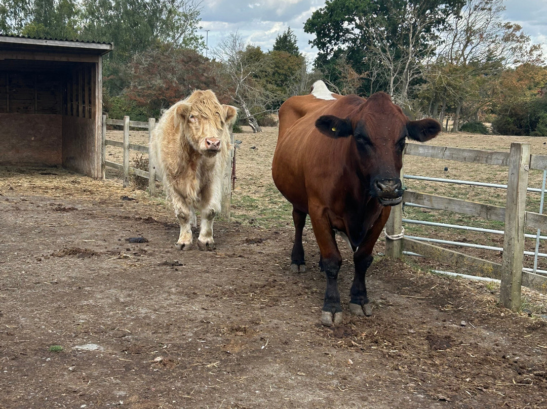 Hopefield Animal Sanctuary & Visitor Centre-布伦特伍德必去景点
