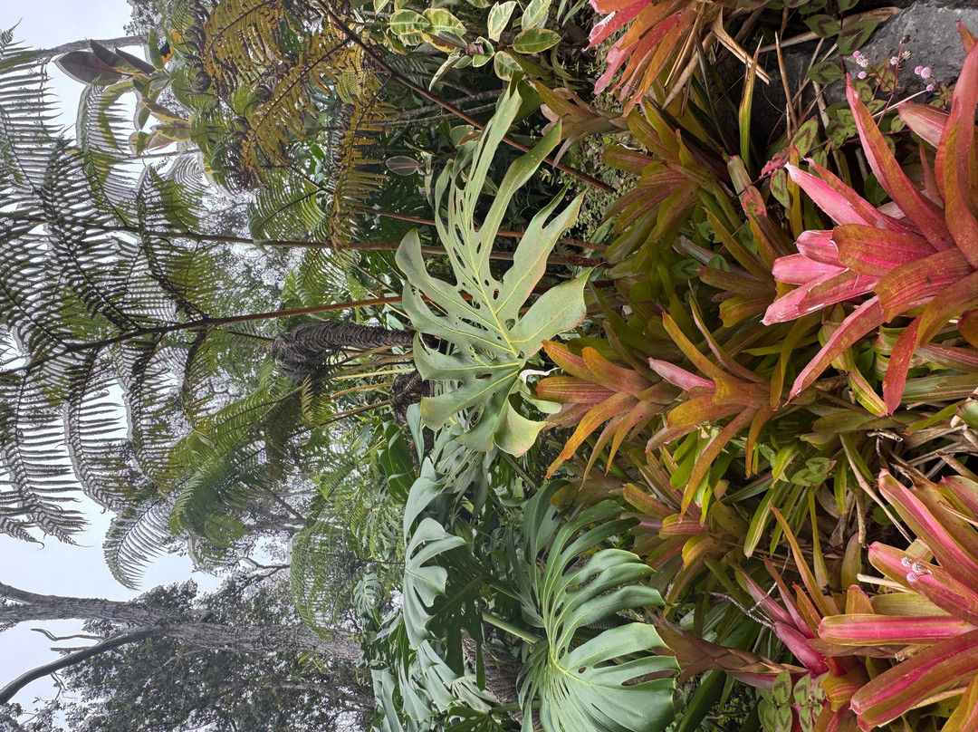 Kona Cloud Forest Sanctuary-凯鲁瓦-柯纳必去景点