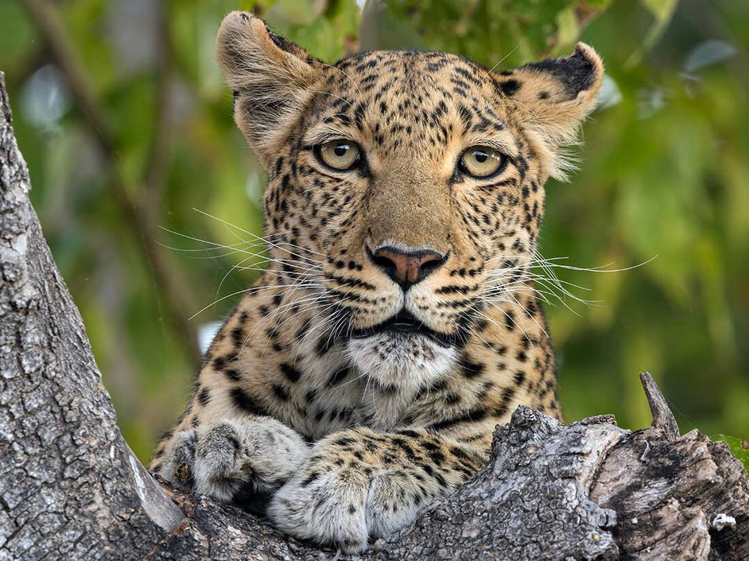 Moremi Wildlife Reserve-莫雷米野生动物保护区必去景点
