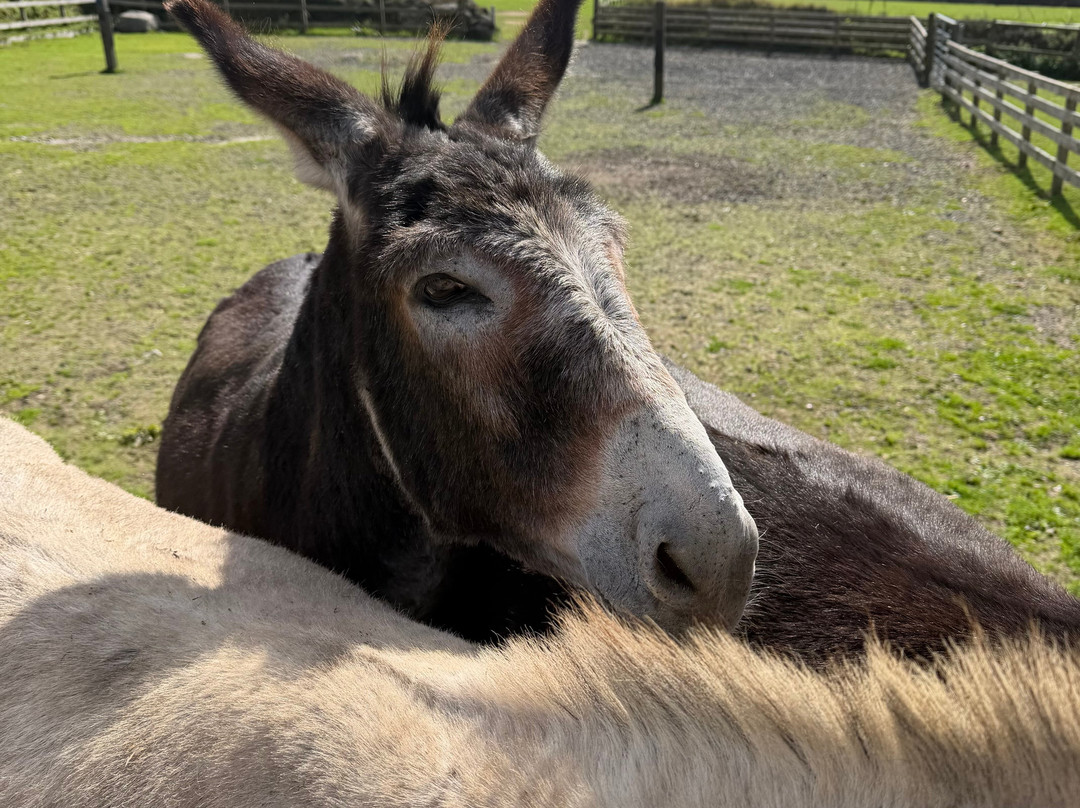 The Flicka Foundation - Donkey Sanctuary-Penryn必去景点