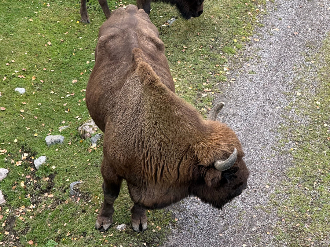 Kolmården Zoo-Kolmarden必去景点