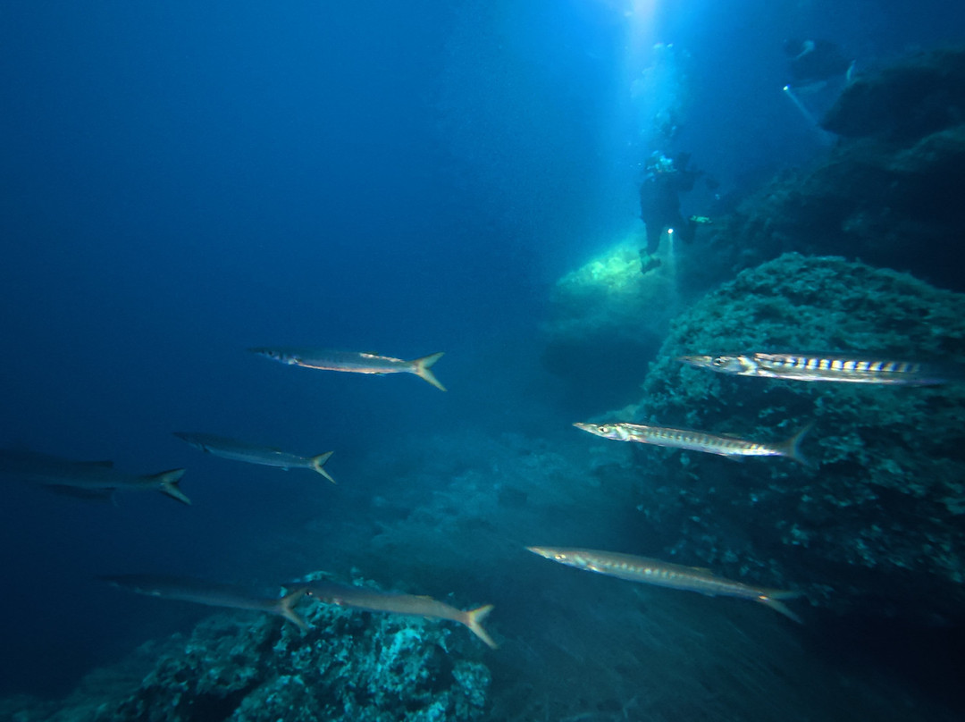 Orca Diving Ustica-Ustica必去景点