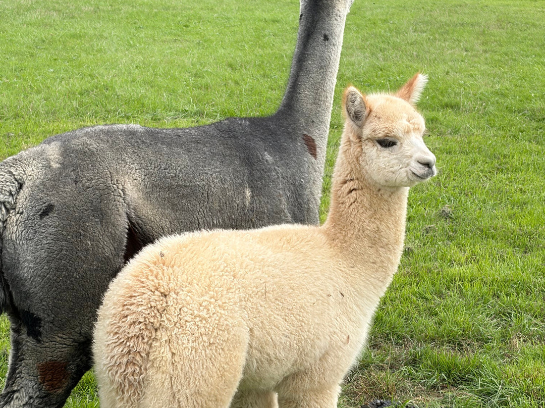 Alpaca Walking - With Spring Farm Alpacas-Fletching必去景点
