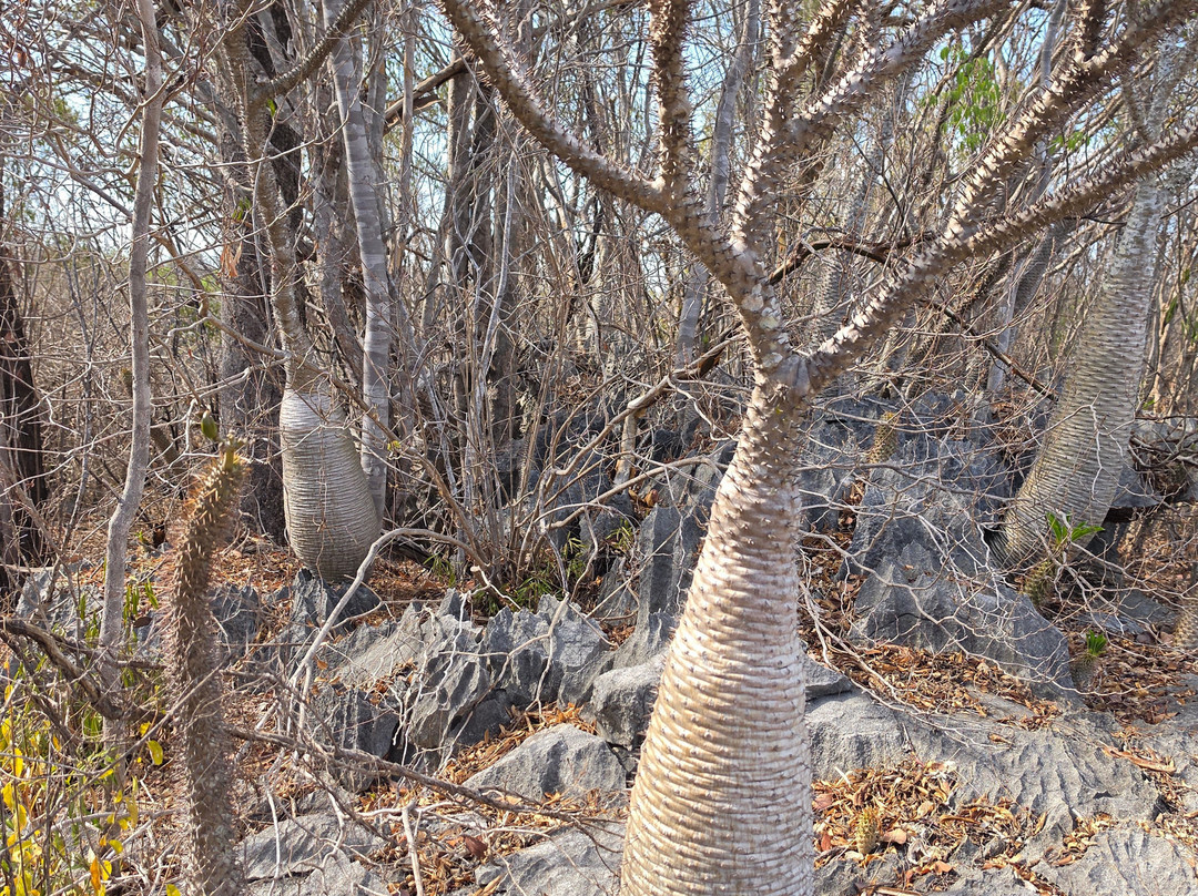 青贝马拉哈严格自然保护区-Tsingy de Bemaraha National Park必去景点
