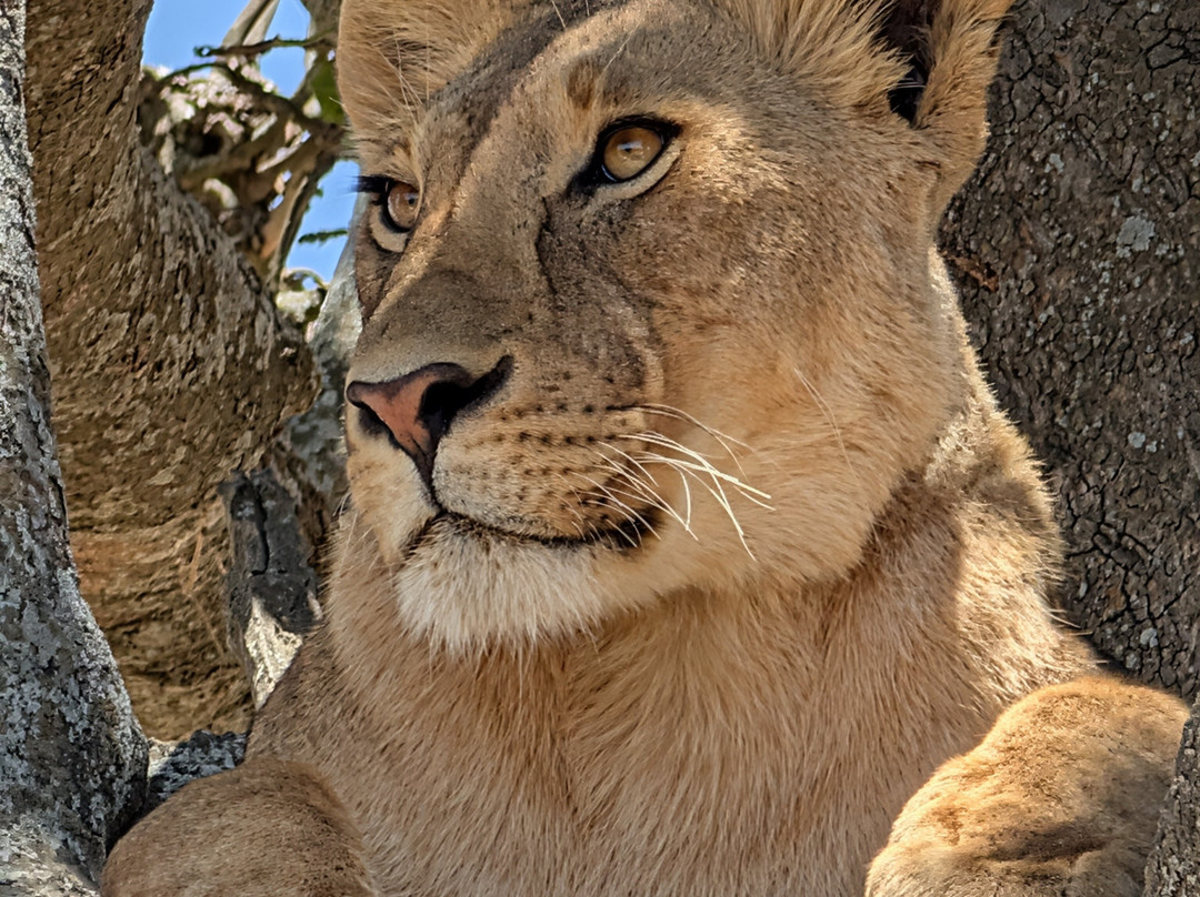 Lion Track Safari Company-Sakina必去景点