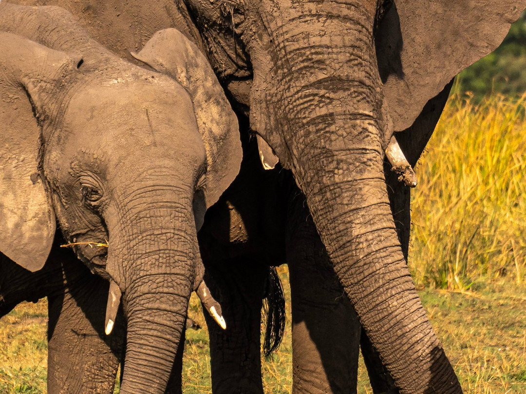 Zambezi Queen Collection by Mantis-Kasika必去景点