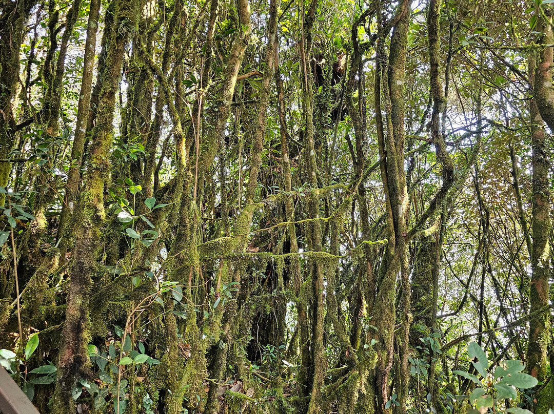 Mossy Forest Eco Park-碧兰璋必去景点