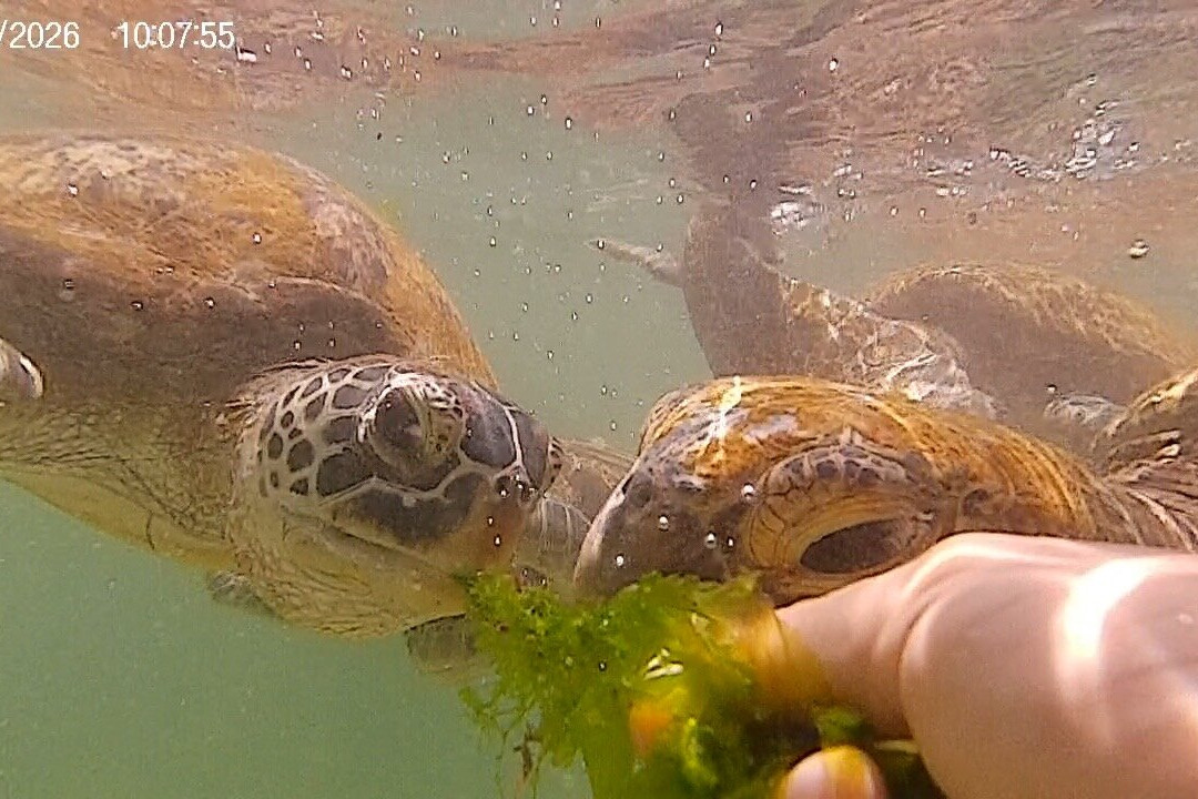 Mnarani Marine Turtles Conservation Pond-孥归必去景点