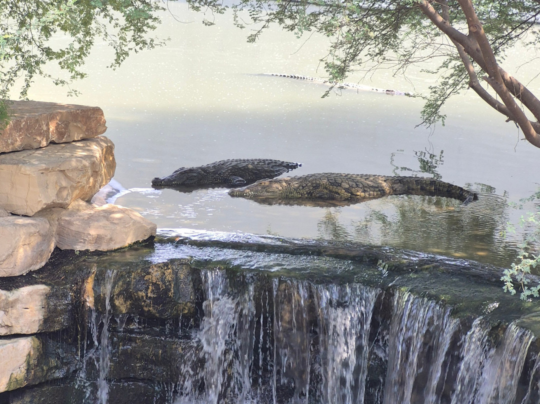 Dubai Crocodile Park-迪拜必去景点