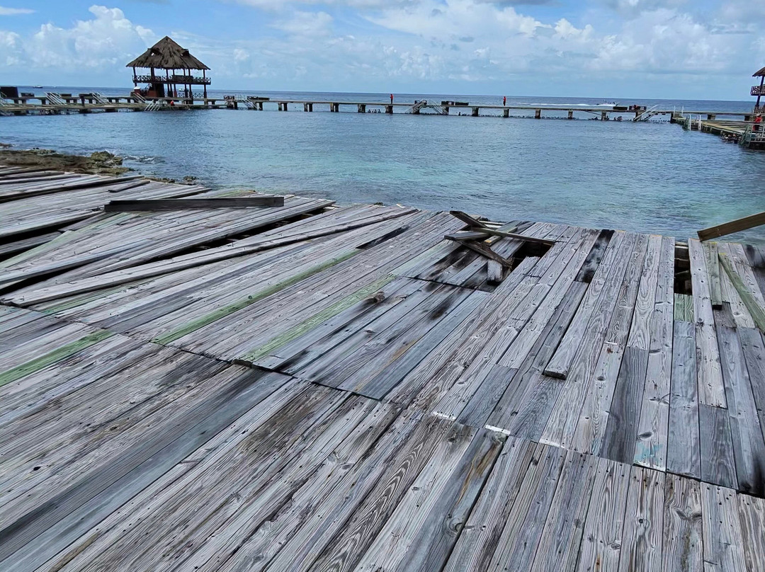 Dolphin Discovery Cozumel-考祖梅必去景点