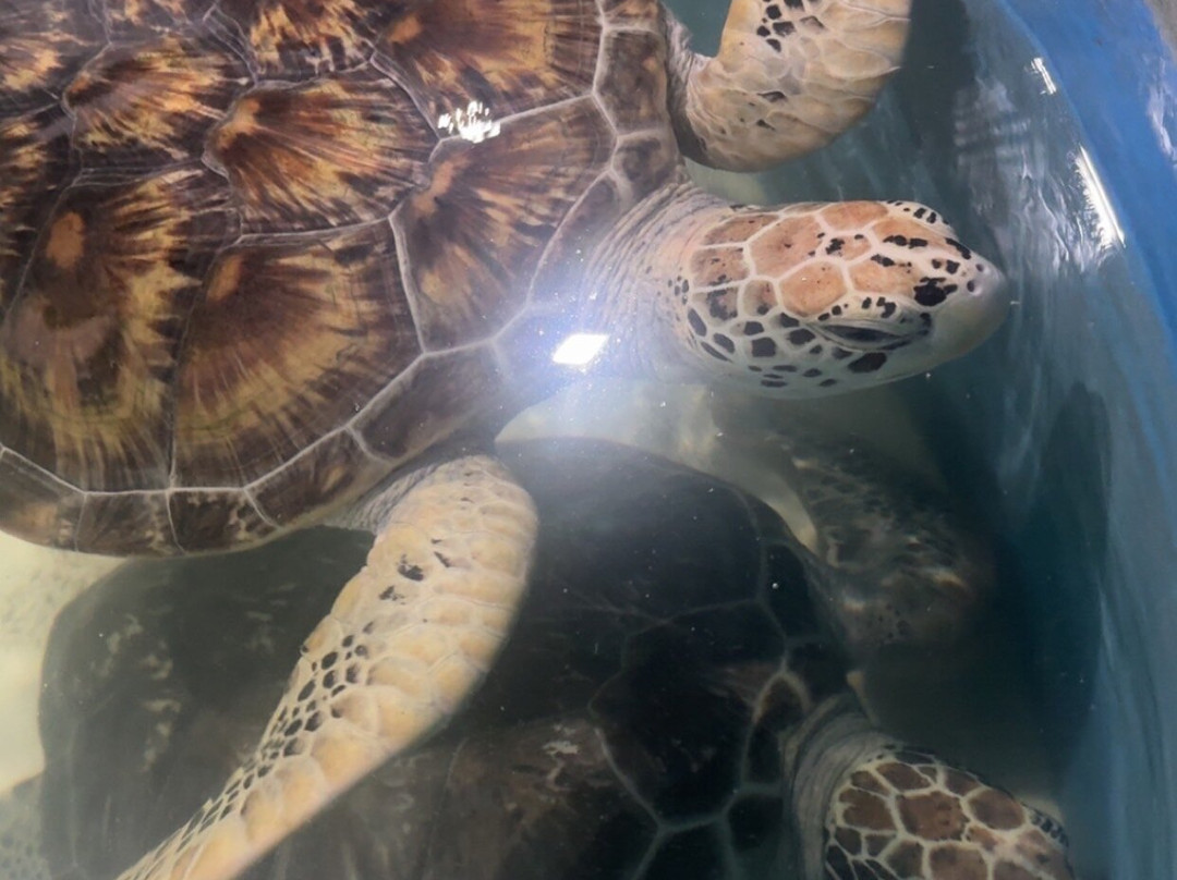 Ahungalla Sea Turtles Conservation And Research Center-亚洪加拉必去景点