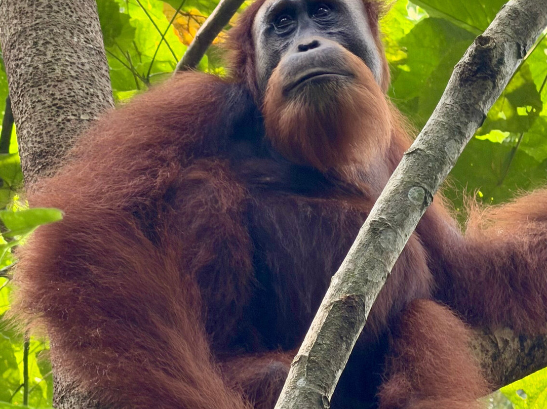 Sumatra Orangutan Explore-武吉拉旺必去景点