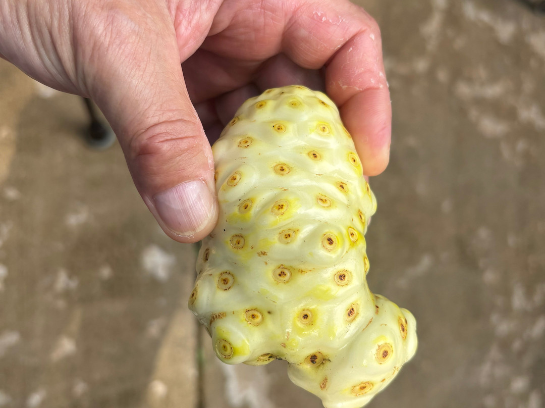 Hawaiian Organic Noni-基拉韦厄必去景点