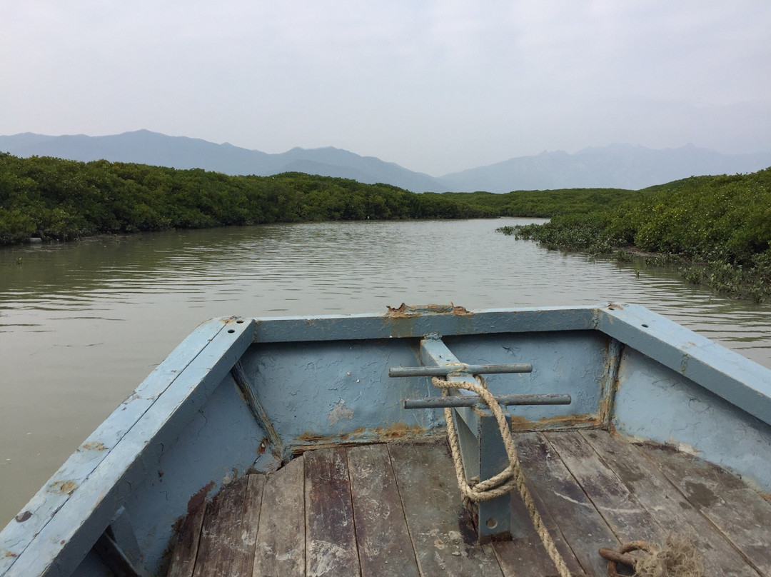 漳州红树林保护区景点图片