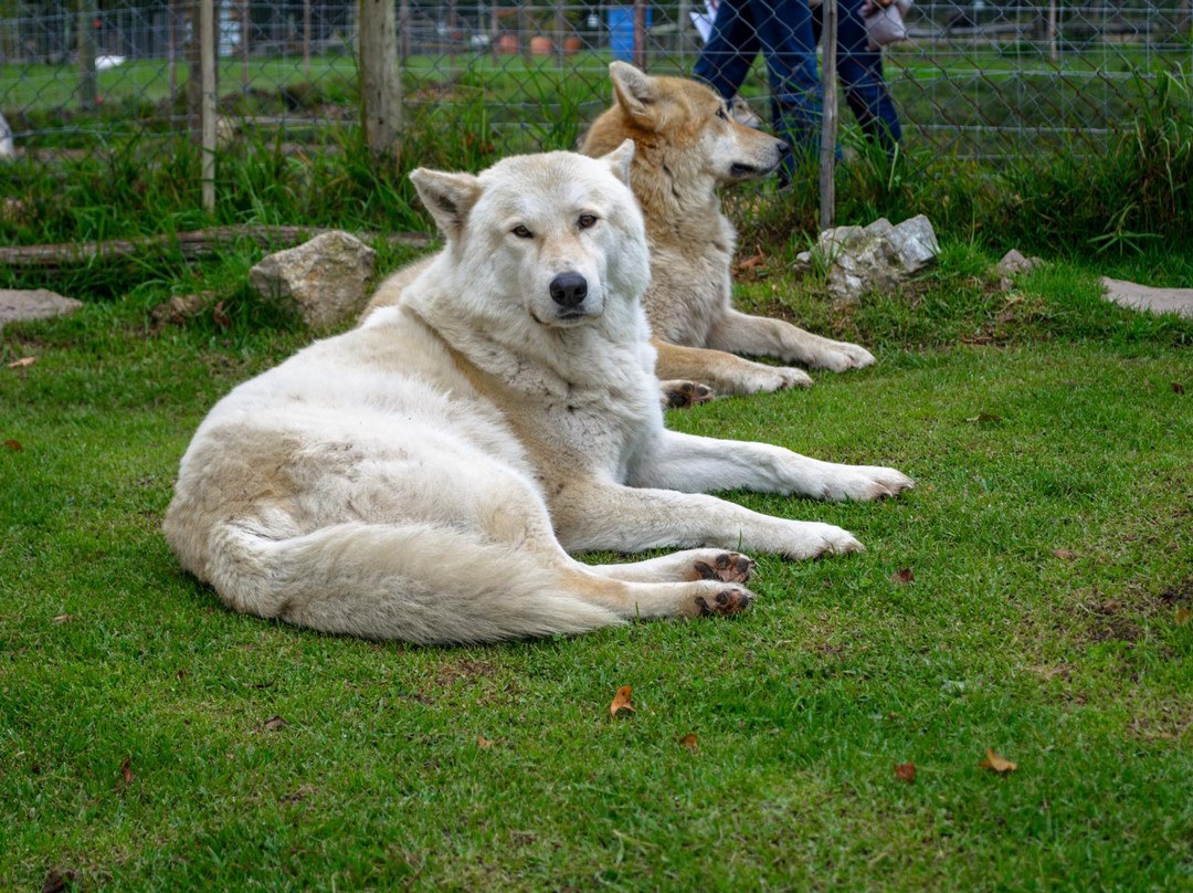 Garden Route Wolf Sanctuary景点图片