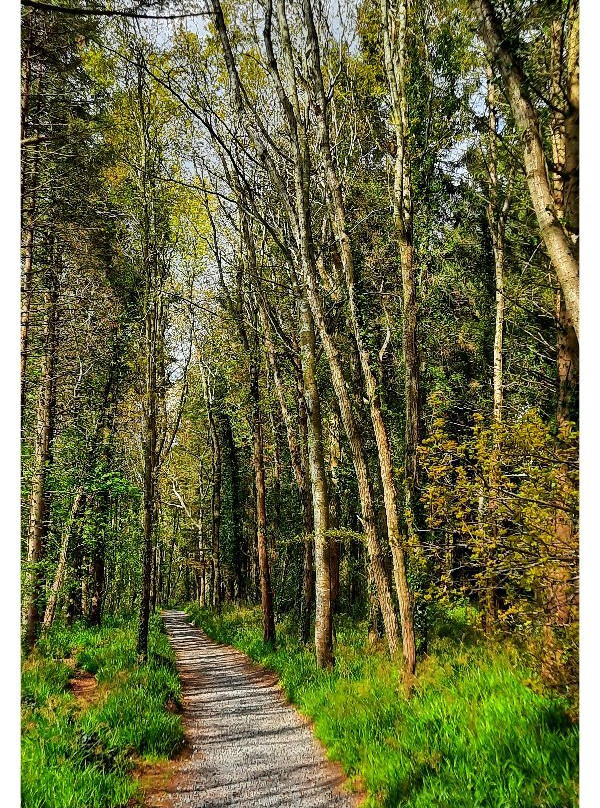 Littlewood Forest-Slane必去景点