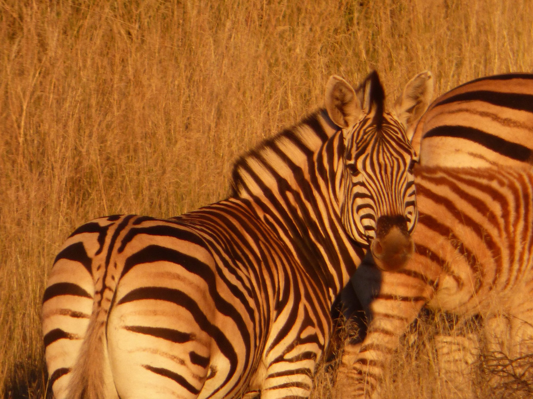 Chapman Safaris Game Lodge