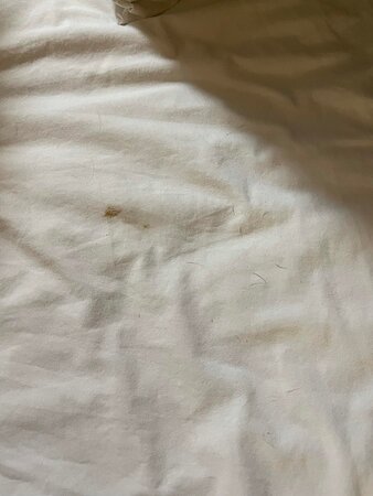 Red Roof Inn Tampa Brandon-客卧
