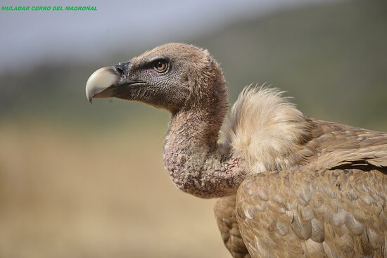 Muladar Cerro Del Madroñal-Horcajo De Los Montes必去景点