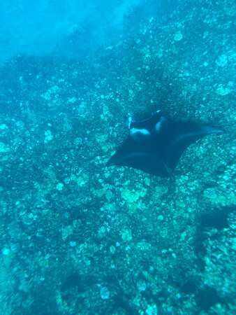 Maui Snorkel Tours景点图片