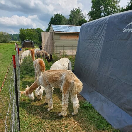 Northern Lavender-Mesick必去景点