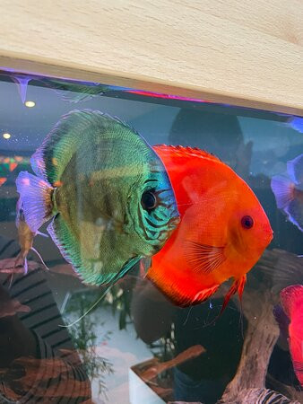 Aquarium Wasserbillig-Wasserbillig必去景点