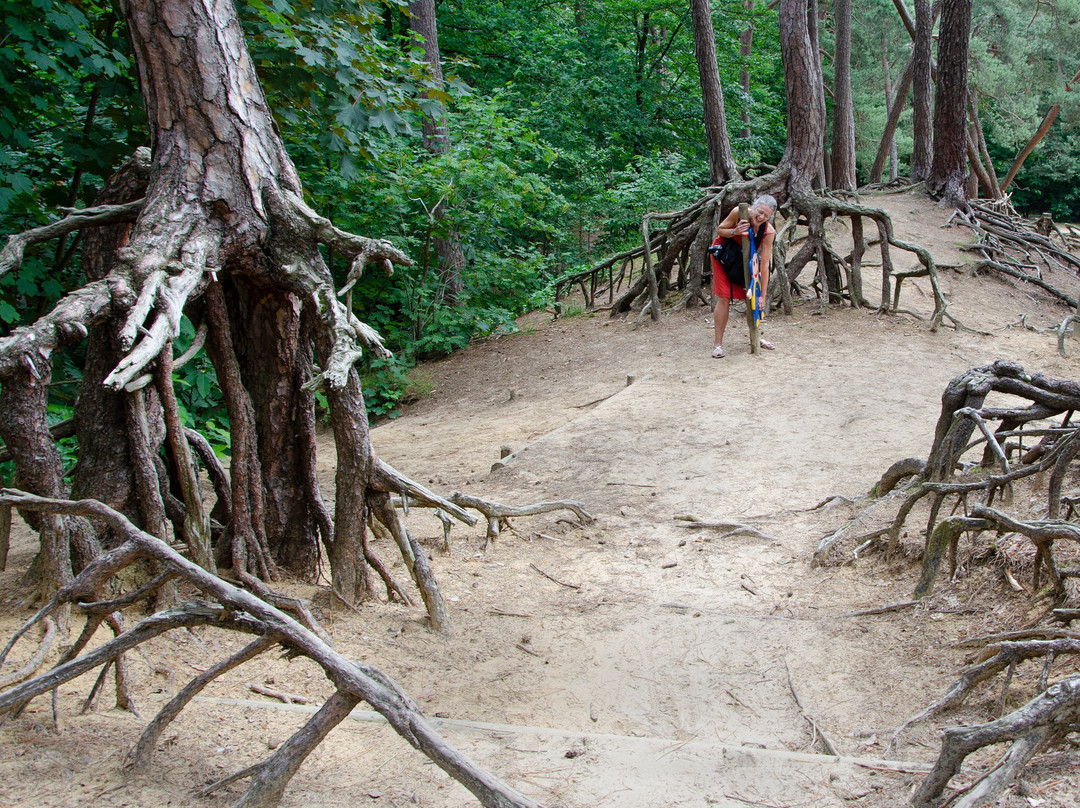 Kabouterbos