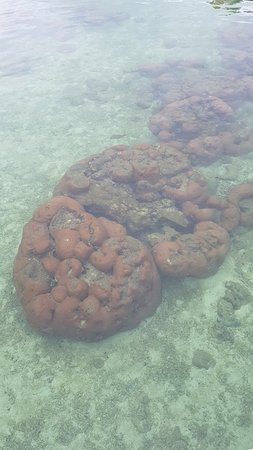 Crawl Cay (Kraal Cay)-博卡斯德尔托罗必去景点