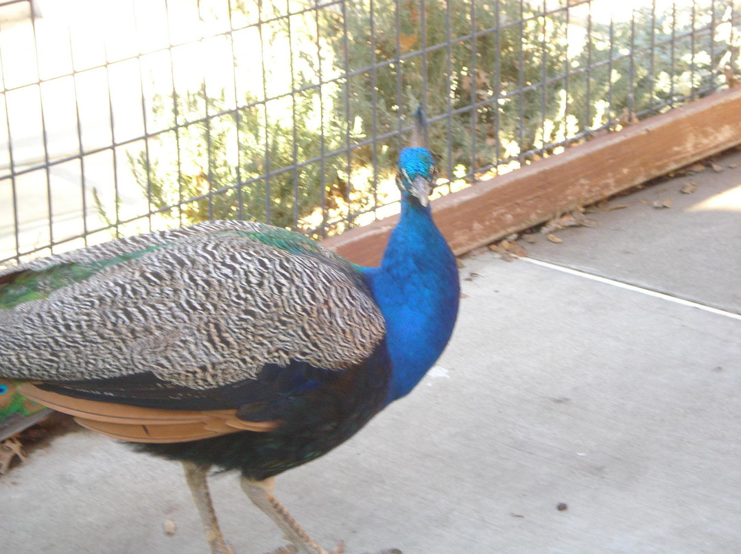 Folsom City Zoo Sanctuary-佛森必去景点