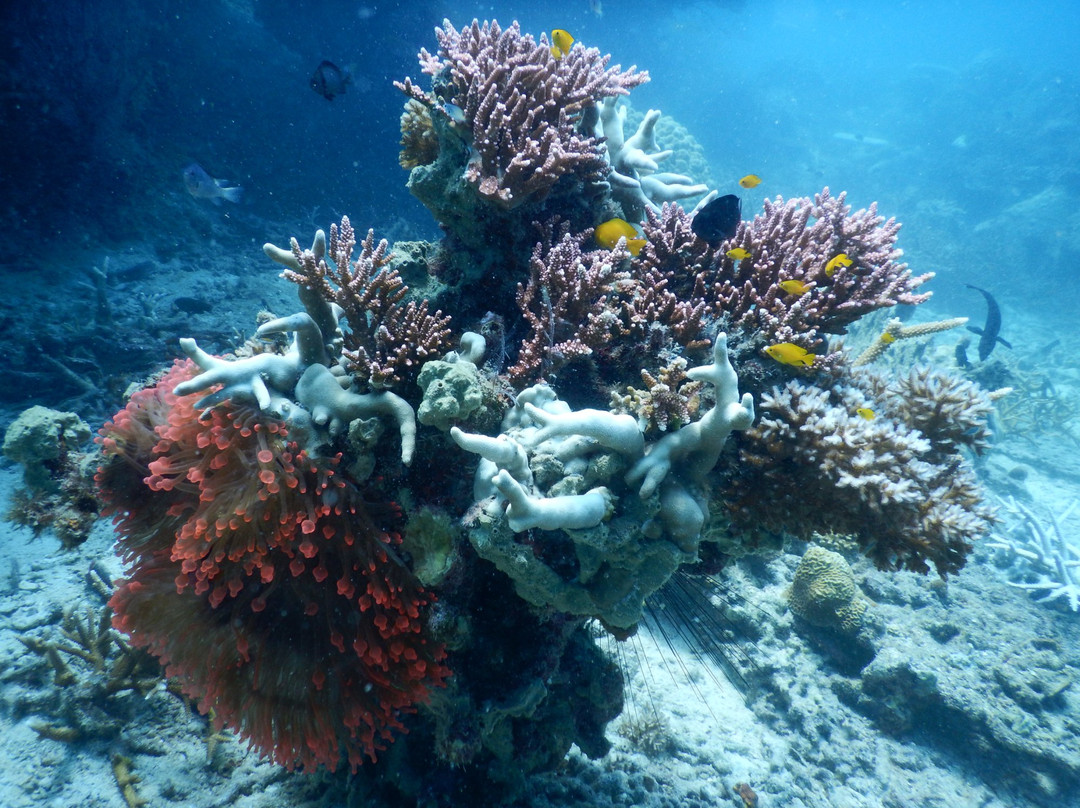 Blue Heaven Divers-刁曼岛必去景点